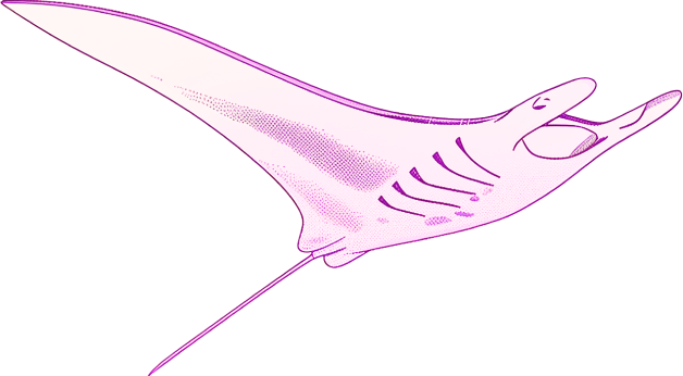 manta